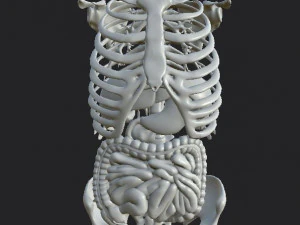 anatomy skeleton pelvis spinal column ribs and organ pbr and print 3D Model
