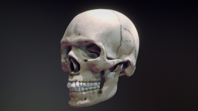 human skull 3D मॉडल .c4d .max .obj .3ds .fbx .stl .blend 