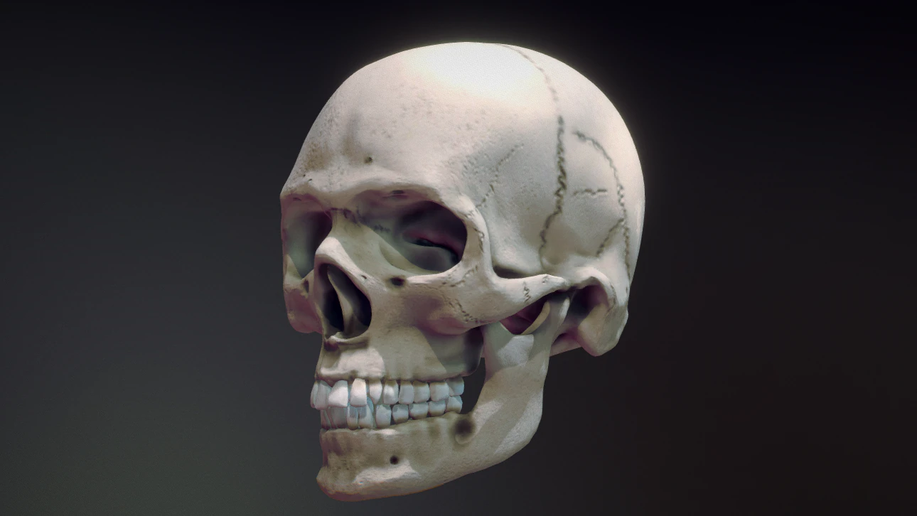 human skull 3D Model .c4d .max .obj .3ds .fbx .stl .blend 