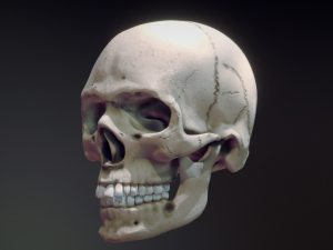 human skull Modelo 3D