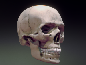 human skull 3D मॉडल