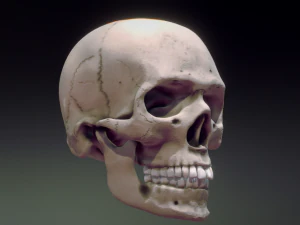human skull 3D Model