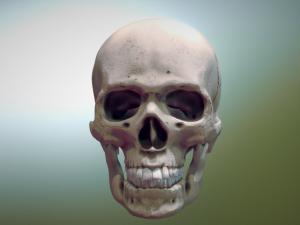human skull 3D मॉडल