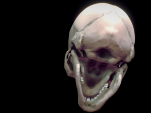 human skull 3D मॉडल