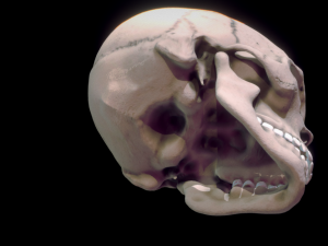 human skull 3D मॉडल