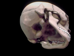 human skull 3D Model