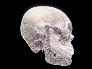 human skull 3D मॉडल