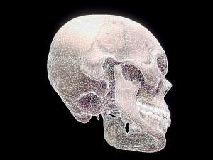 human skull 3D Model