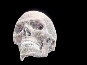 human skull 3D मॉडल