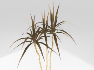 plant in the pot Model 3D