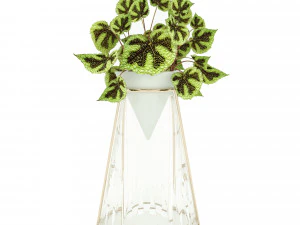 бегония мезона 3D Модель