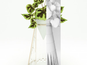 begonia mesona 3D-Modell