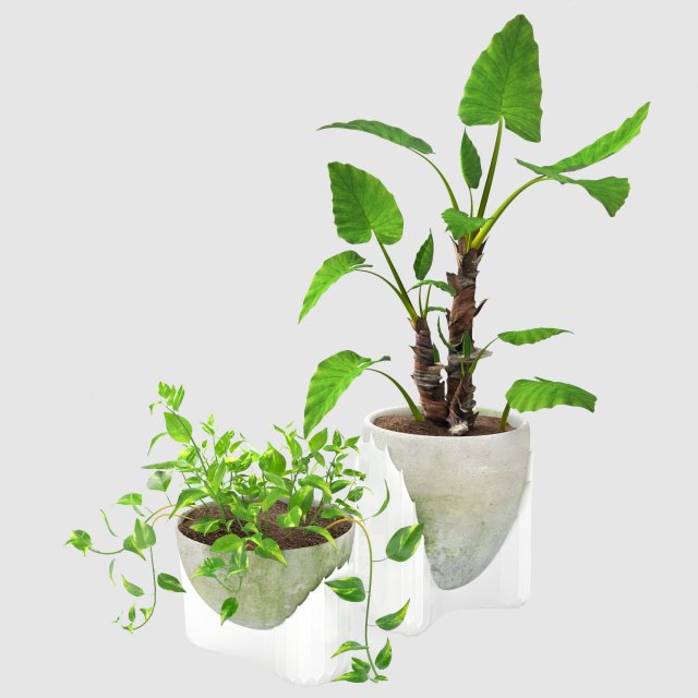 epipremnum and alocasia Modèle 3D .c4d .max .obj .3ds .fbx .stl .blend 