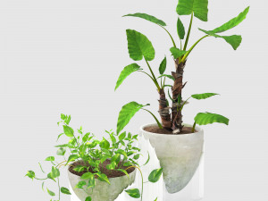 epipremnum and alocasia 3D Model