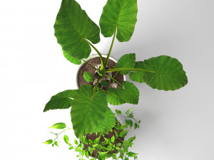 epipremnum and alocasia Modèle 3D