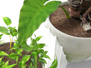epipremnum and alocasia Modèle 3D