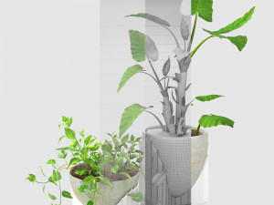 epipremnum and alocasia Modèle 3D