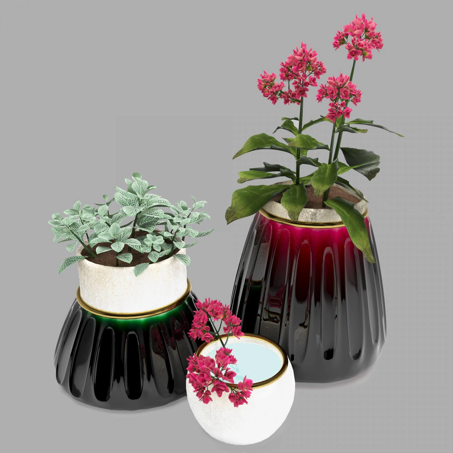 kalanhoe and fittonia 3D Model .c4d .max .obj .3ds .fbx .stl .blend
