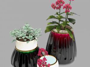 kalanhoe and fittonia 3D Model