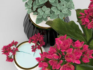 kalanhoe and fittonia 3D Model