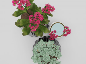 kalanhoe and fittonia Modello 3D