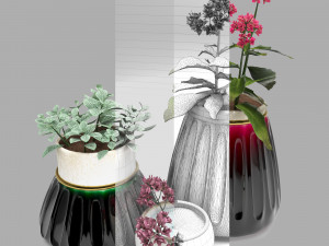 kalanhoe and fittonia Modello 3D