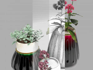kalanhoe and fittonia 3D Model