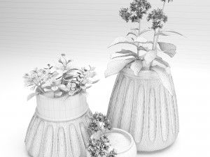 kalanhoe and fittonia Modello 3D