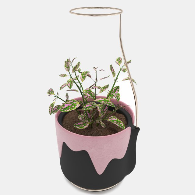 hypoestes 3D Modell .c4d .max .obj .3ds .fbx .stl .blend 