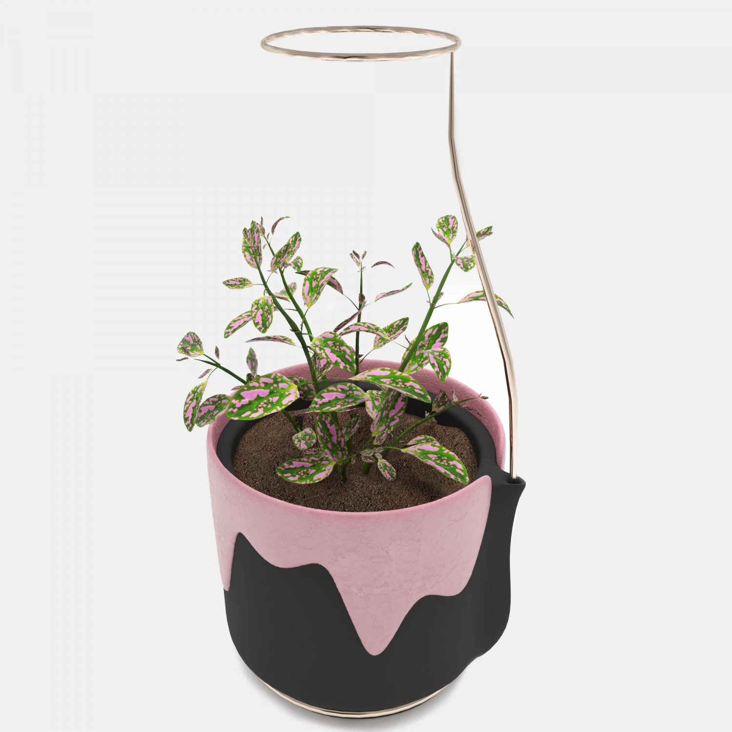 hypoestes 3D Model .c4d .max .obj .3ds .fbx .stl .blend 