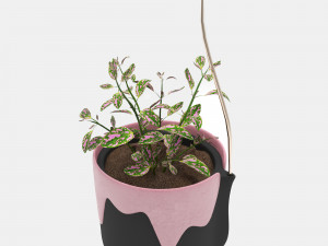 hypoestes Modèle 3D