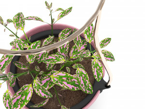 hypoestes 3D Modell