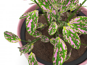 hypoestes 3D Modell