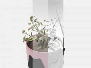 hypoestes 3D Modell