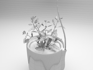 hypoestes 3D Modell