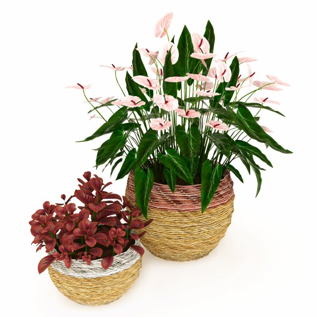 anturium and fittonia Modello 3D .c4d .max .obj .3ds .fbx .stl .blend 