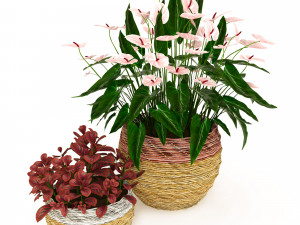 anturium and fittonia 3D Model