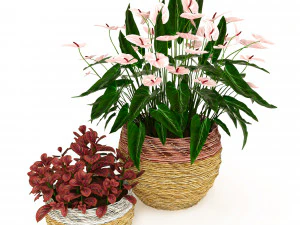 антуриум и фиттония 3D Модель