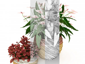 anturium and fittonia Modello 3D