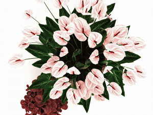 anturium and fittonia Modello 3D