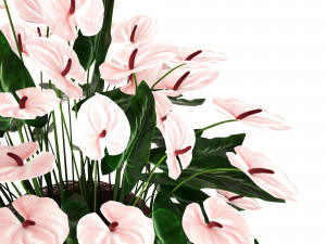 anturium and fittonia Modello 3D
