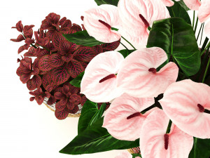 anturium and fittonia Modello 3D