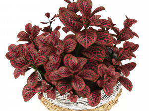 anturium and fittonia Modello 3D