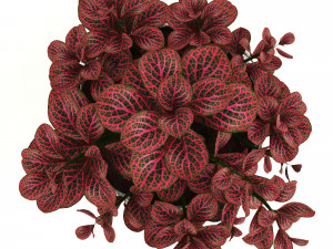 anturium and fittonia Modello 3D