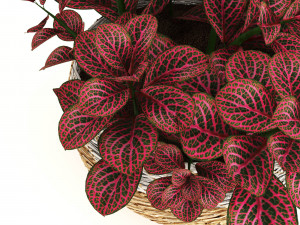 anturium and fittonia Modello 3D