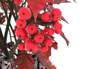 bouquet 001 3D Model