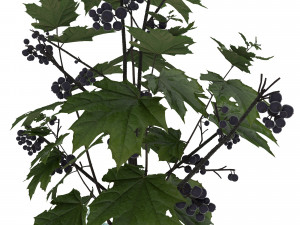 bouquet 002 Model 3D