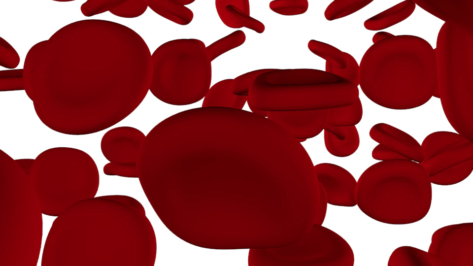 red blood cells 3D Model .c4d .max .obj .3ds .fbx .stl .blend