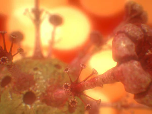 COVID-19（新型コロナウイルス感染症 3Dモデル