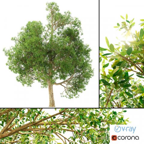 of a tree no 1 3D 模型 .c4d .max .obj .3ds .fbx .stl .blend 